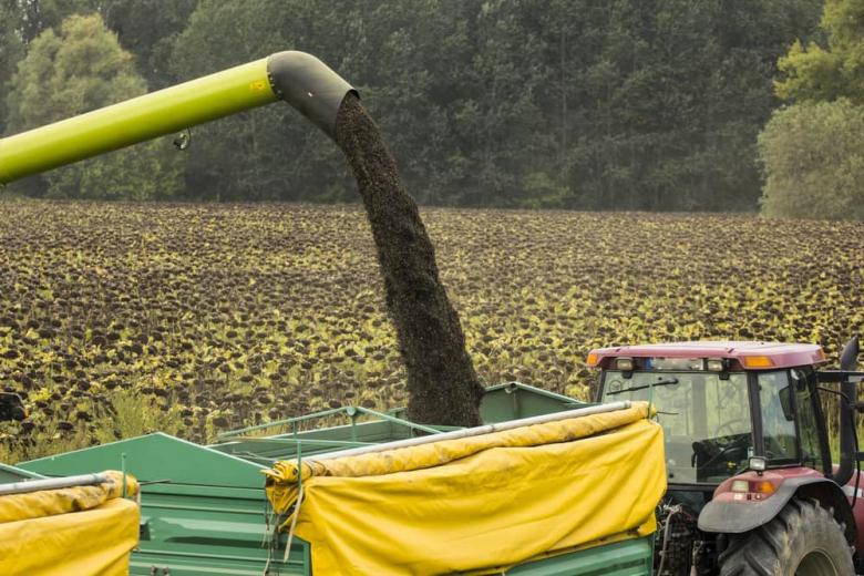 В России сбор основных масличных может превысить  32 млн тонн